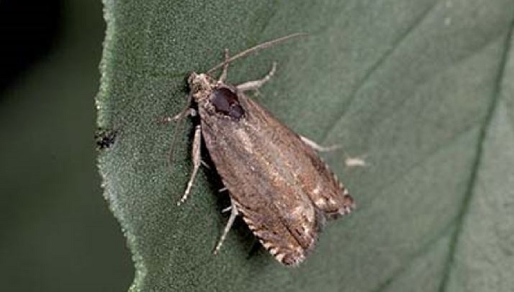 Pea moth (c) PGRO